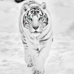 Ансар Ингушев, 15.11, Назрань