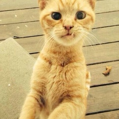 Руслан Бахмудов, 01.01, Когалым