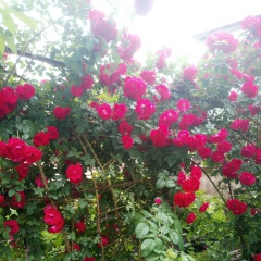 Альбина Галиуллина