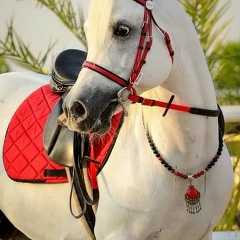 Sabir Erman, 03.07.1994