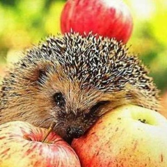 Надежда Стефанова, 22.08, Киев