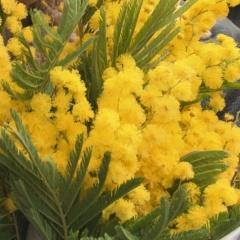 Ольга Воронина, Москва