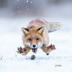 Найля Габбасова, 27.12, Алматы