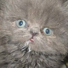 Евгений Емельянов, 05.11.1998, Ангарск