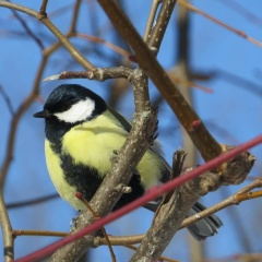 Петр Лонган, 16.01.1994