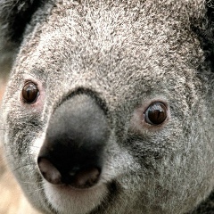 Алиш Асанов, 23.09.2001, Бишкек