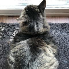 Ирина Корчемная