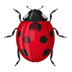 Светлана Ром