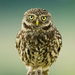 Олечка Март, 04.03.1920, Симферополь