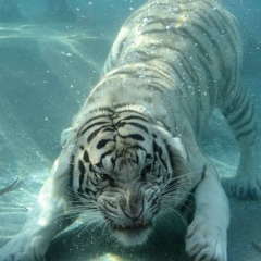 Нурик Базарбаев, Ош