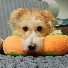 Лариса Седюко, Новосибирск