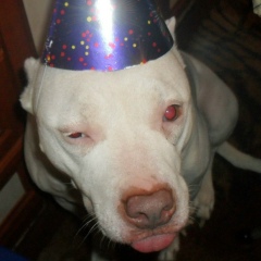 Мария Шенкман, Санкт-Петербург