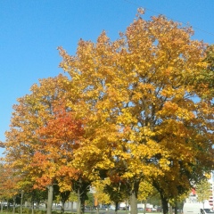 Валентина Куклина, Санкт-Петербург