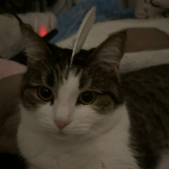 Аня Ьцлаоуова, Ростов-на-Дону