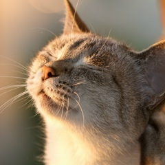 Лёшка Колокольцов