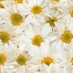 Аня Мамантова, 25.07, Северодвинск