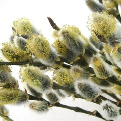 Наташа Васильева, 18.11.1985, Петрозаводск