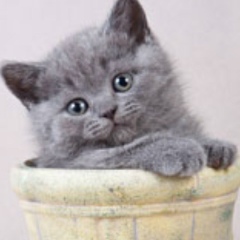 Jane Pd, 29.05, Москва