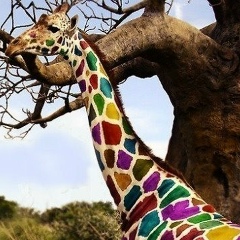 Di Djamal, 30.12.1986