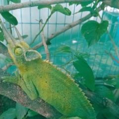 Romeo Alfa, 03.04.1990