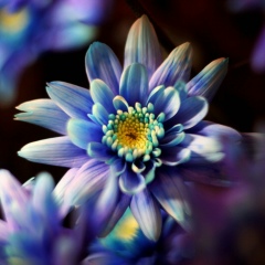 Катерина Петрова, Москва