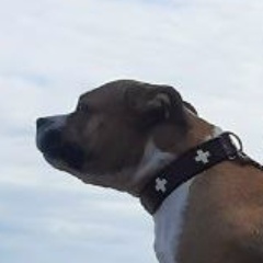 Михаил Заикин, Саров