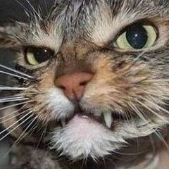 Анна Гришина, 07.09, Первомайск