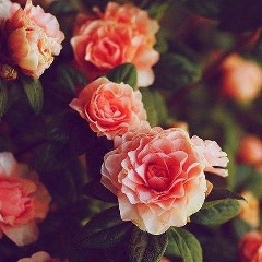 Жанель Фатай, 02.10.1999, Шымкент