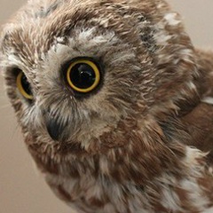 Светлана Лисицына, 09.07.1990, Одесса