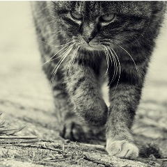 Руслан Лекманович, 02.12.1986, Ногинск