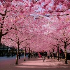 Sona Grigoryan, 07.04.1996, Ереван