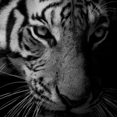 Руслан Магомедов, 09.02.1990