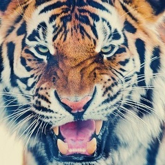 Давид Оганисян, 11.05, Краснодар