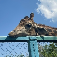 София Калашникова, 01.09, Malé