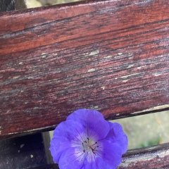 Элинчик Пашкова, 05.04.1993, Cambridge