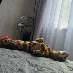 Ирина Карпицкая, 14.09, Балашиха