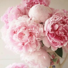 Анастасия Пестеха, 24.12, Мраково