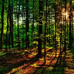 Evgenie Adamenko, Минск