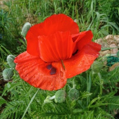 Оля Колдашова, 05.07.2000, Тула