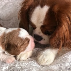 Ольга Степаненко, 12.07, Севастополь