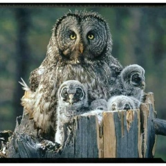 Елена Смизюк, 20.04.1980, Луцк