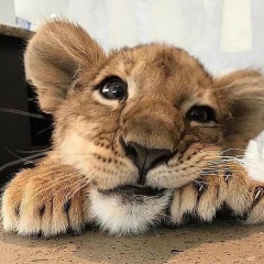 Janty Somaf, Нальчик