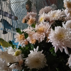 Анна Корицкая, 31.03.1982, Псков