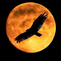 Сулиман Садулаев, 26.08.1990