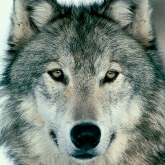 Borz Proge, 08.02, Петрозаводск