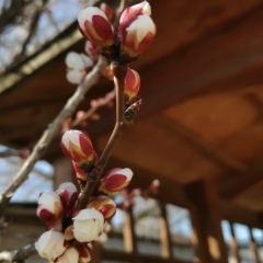 Айнур Лайм, Атырау