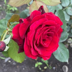 Мадина Дидигова, 13.03, Краснодар