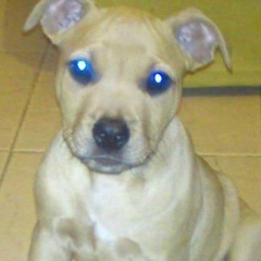 Nacho Manya, 01.01.1994