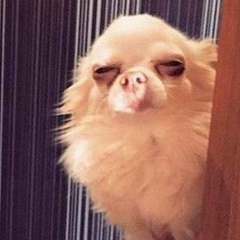 I Suspect You, Москва