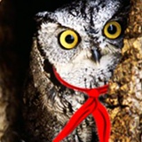 Игорь Алейников, 25.02.1975, Кропивницкий / Кировоград